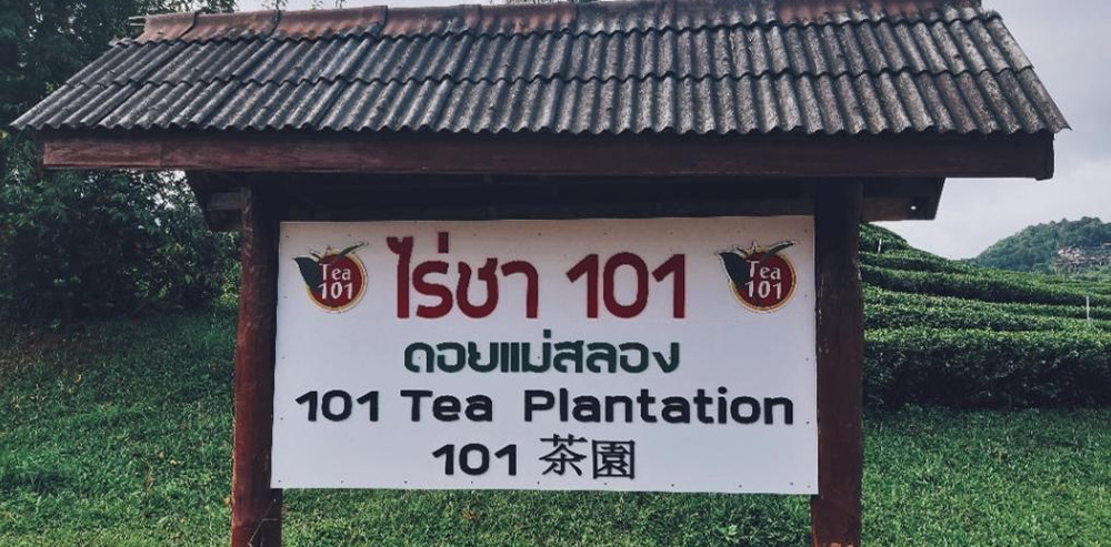 ไร่ชา101